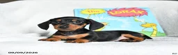 Miniature Dachshund dogs for sale: Barbaloot - Ad 5