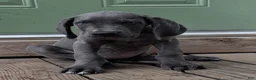 Great Dane dogs for sale: Rose - Ad 2
