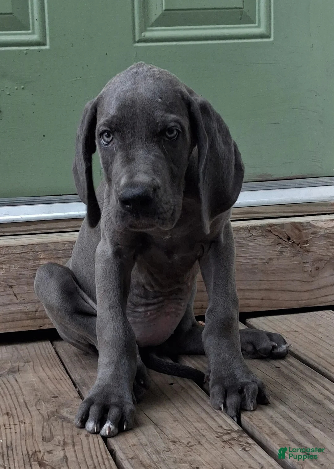 Great Dane dogs for sale: Rose - Ad 2
