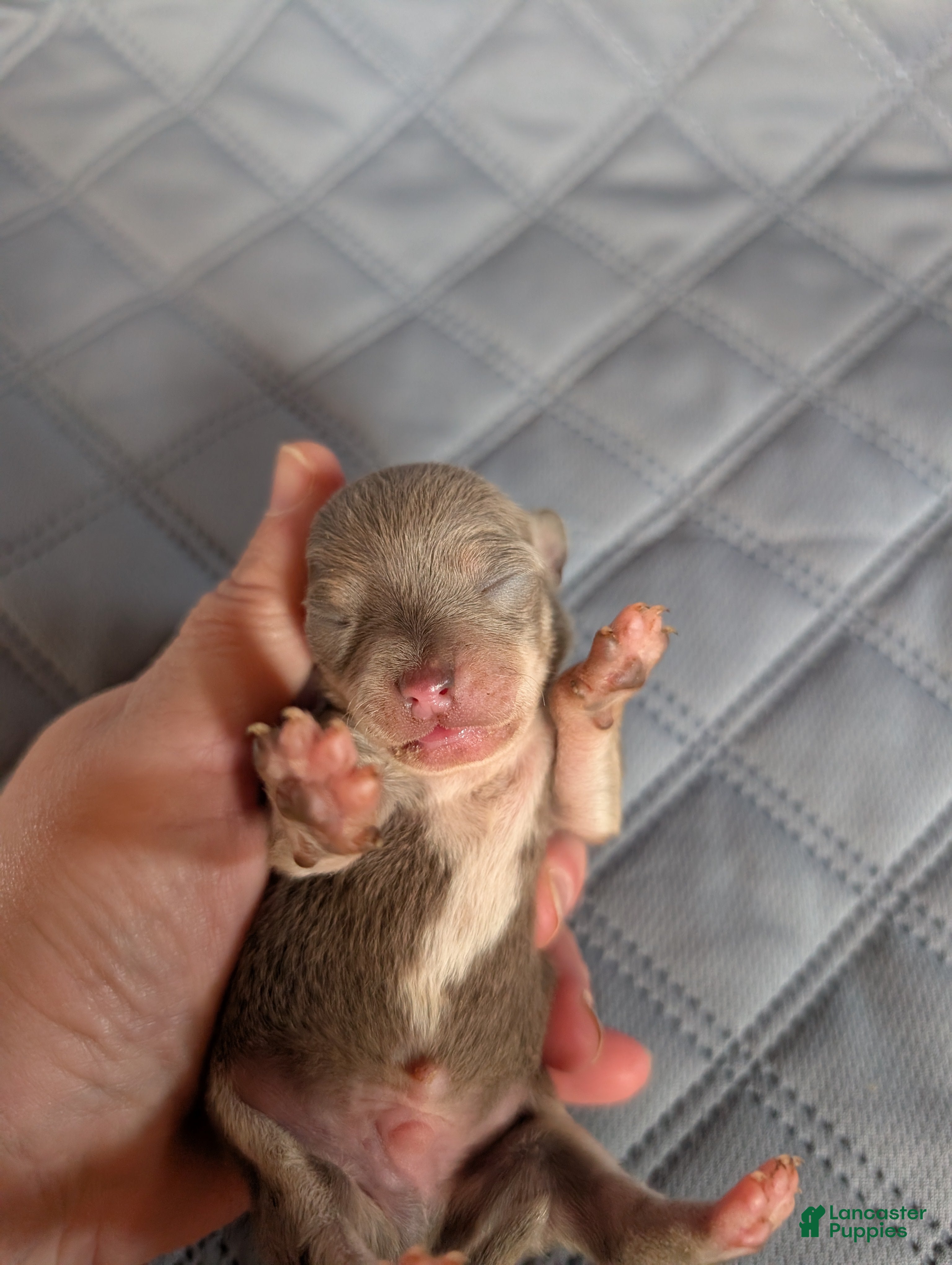 Chihuahua dogs Phoenix - Ad 16