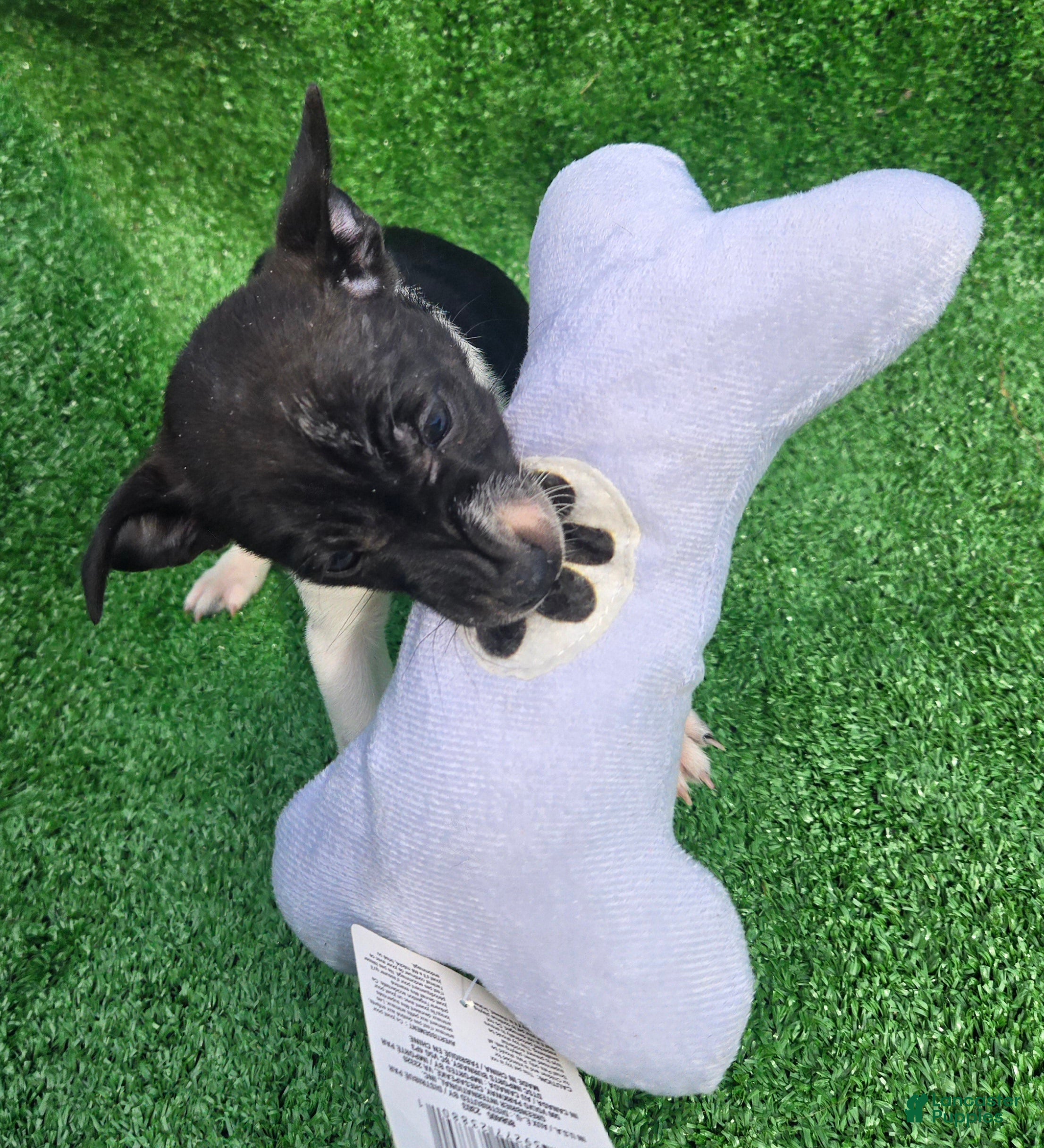 Jack Russell Terrier dogs Jack Russell Terrier Puppy 3 - Ad 26