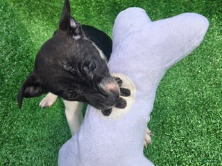 Jack Russell Terrier dogs Jack Russell Terrier Puppy 3 - Ad 13