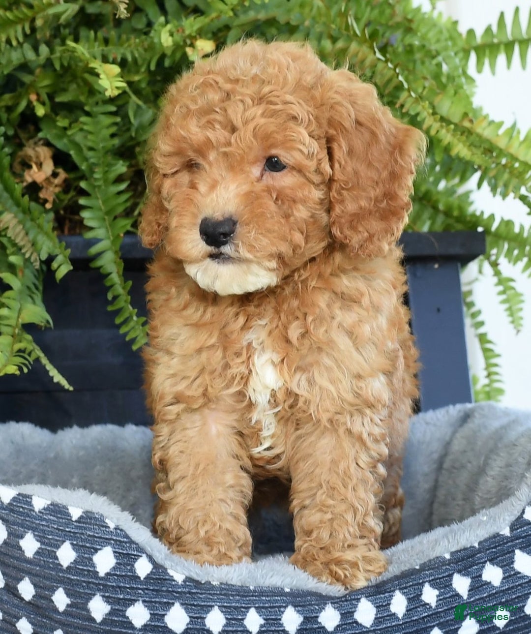 Mixed Breed dogs for sale: Wilbur - Ad 7