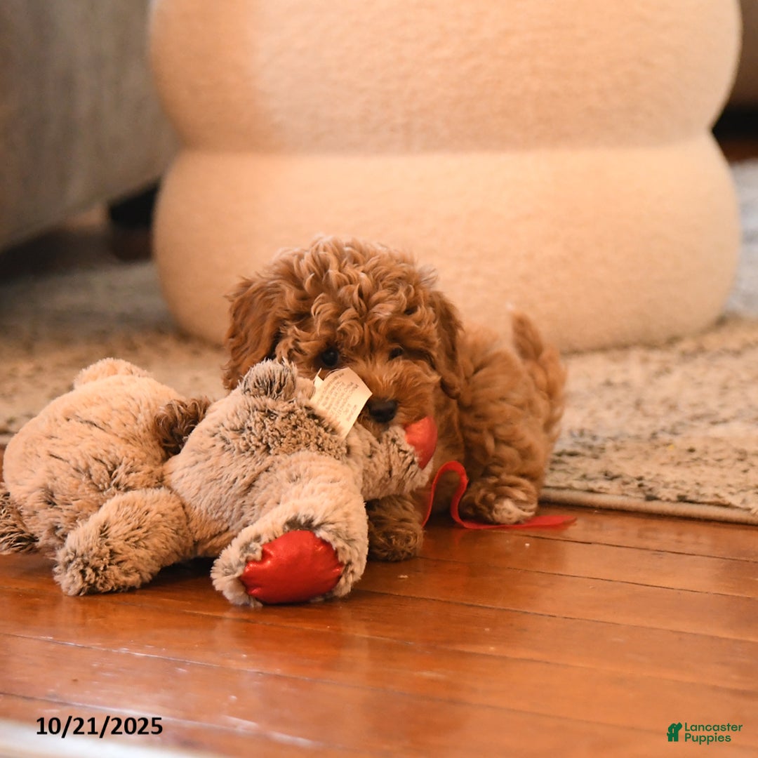 Cockapoo dogs for sale: Mia  - Ad 8