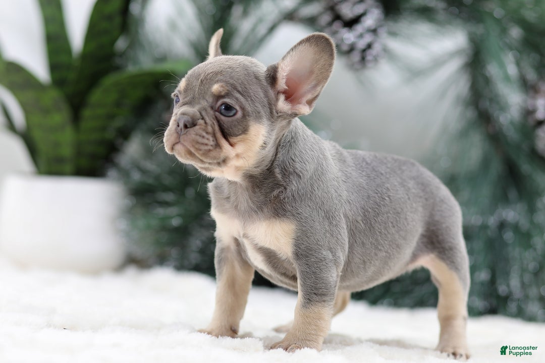 French Bulldog dogs for sale: Frieda - Ad 5