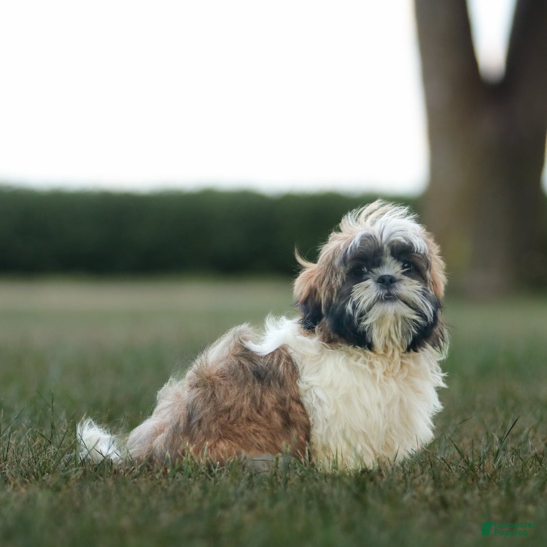 Shih Tzu dogs for sale: Charlie - Ad 2