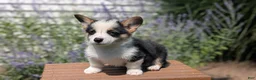 Welsh Corgi Pembroke dogs for sale: Logan - Ad 4