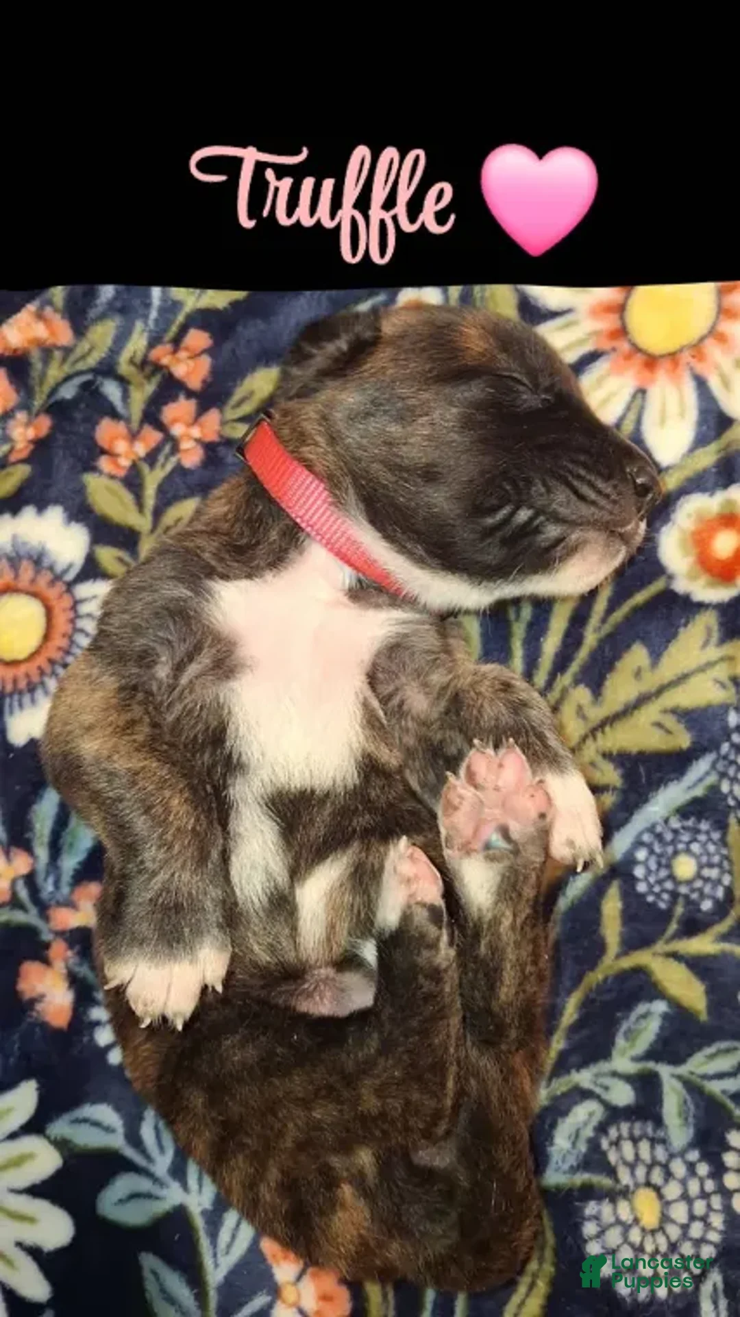 English Mastiff dogs for sale: Truffle - Brindle English Mastiff Puppy - Ad 2