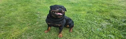 Rottweiler dogs for sale: Rottweiler 1 - Ad 24