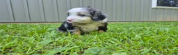 Bernedoodle dogs for sale: Molly  - Ad 5