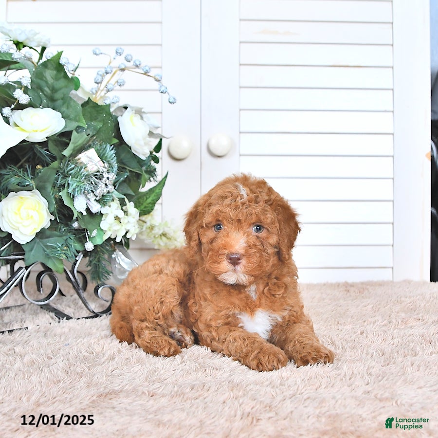 Mini Goldendoodle dogs Maribell - Ad 39