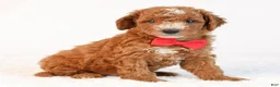 Mini Goldendoodle dogs for sale: Kobe - Ad 4