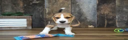 Beagle dogs for sale: Brett - Ad 3