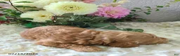 Mini Goldendoodle dogs for sale: Isaac - Ad 4