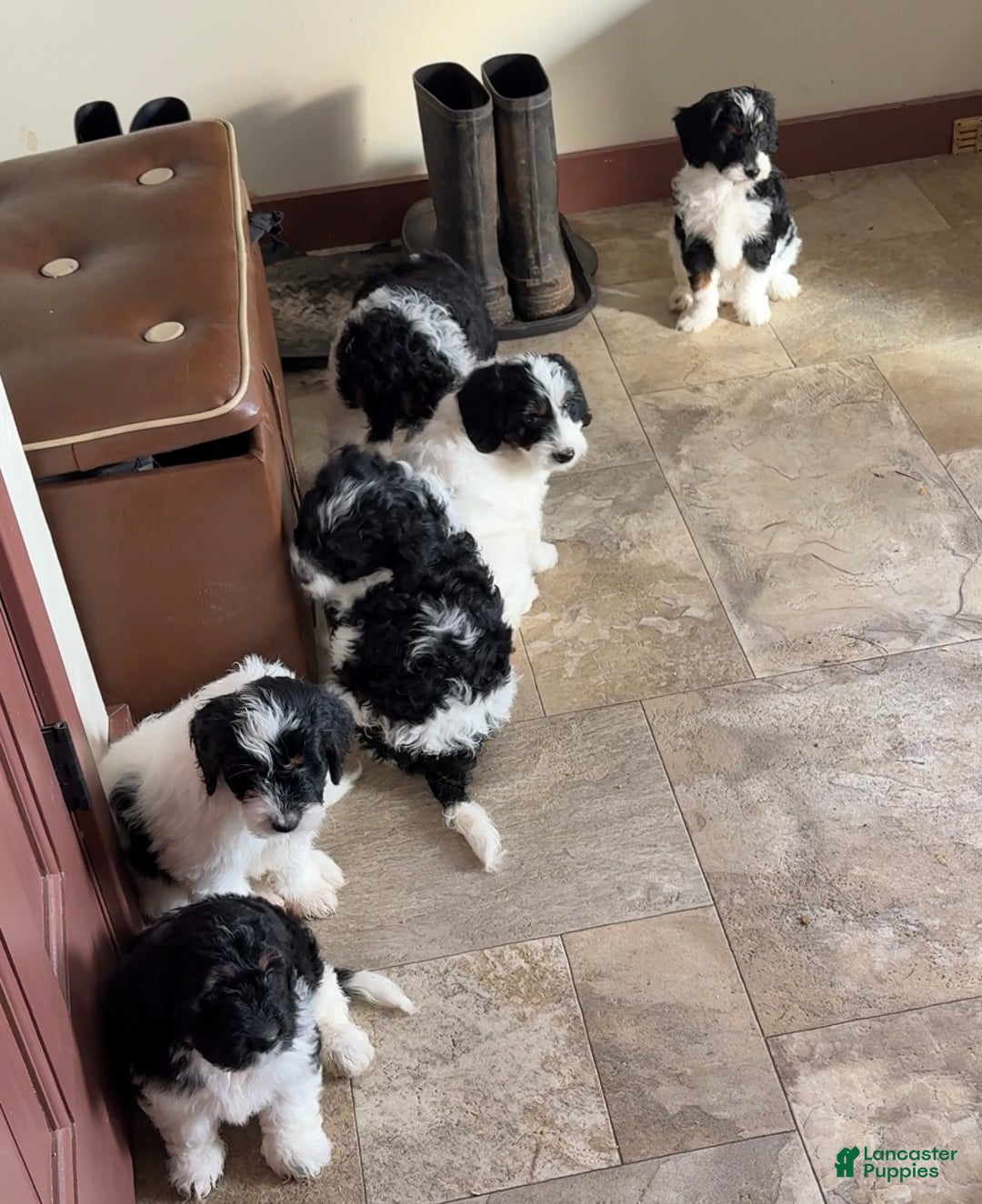 Mini Bernedoodle dogs for sale: Fudge - Ad 10