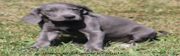 Great Dane dogs for sale: Sapphire - Ad 4