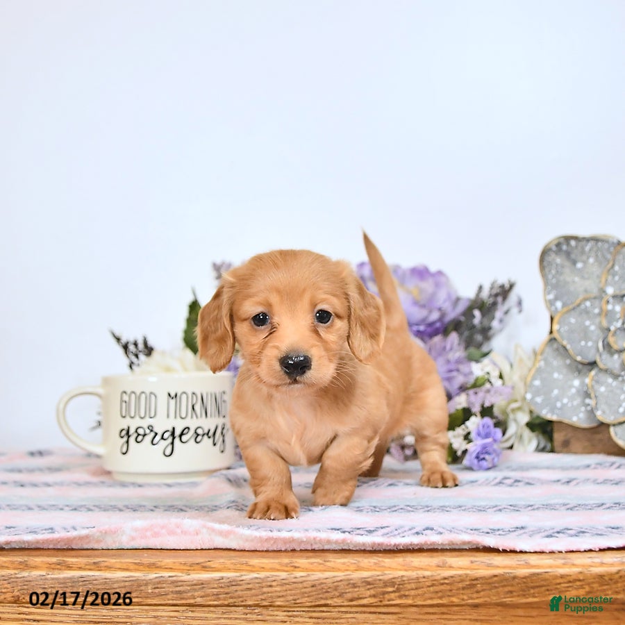 Miniature Dachshund dogs Cookie - Ad 1