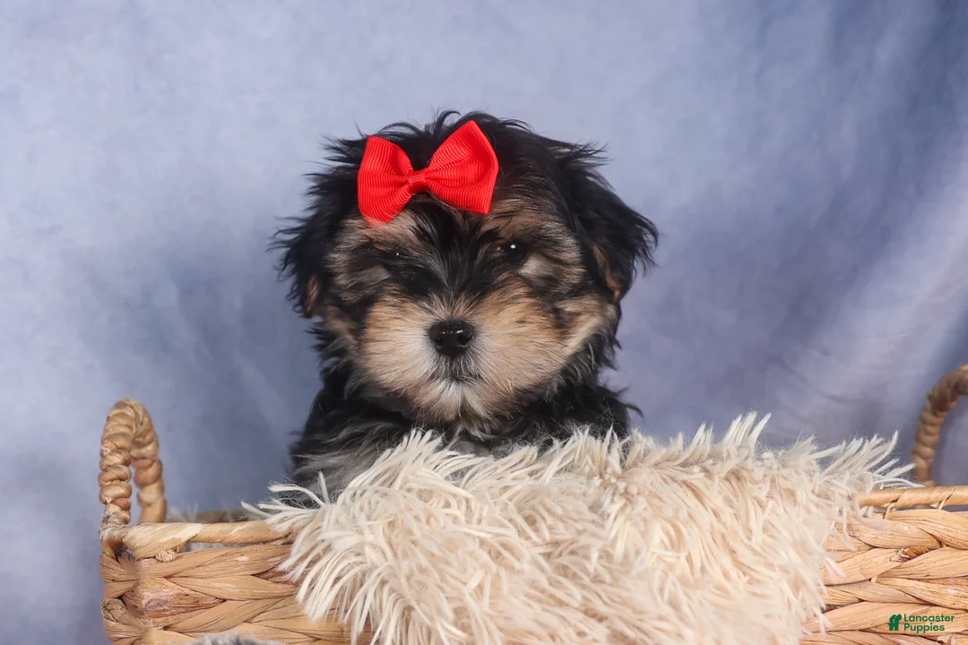 Morkie dogs for sale: Nash - Ad 9