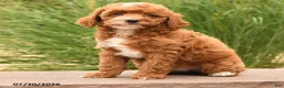 Miniature Poodle dogs for sale: Tiny Happy - Ad 4