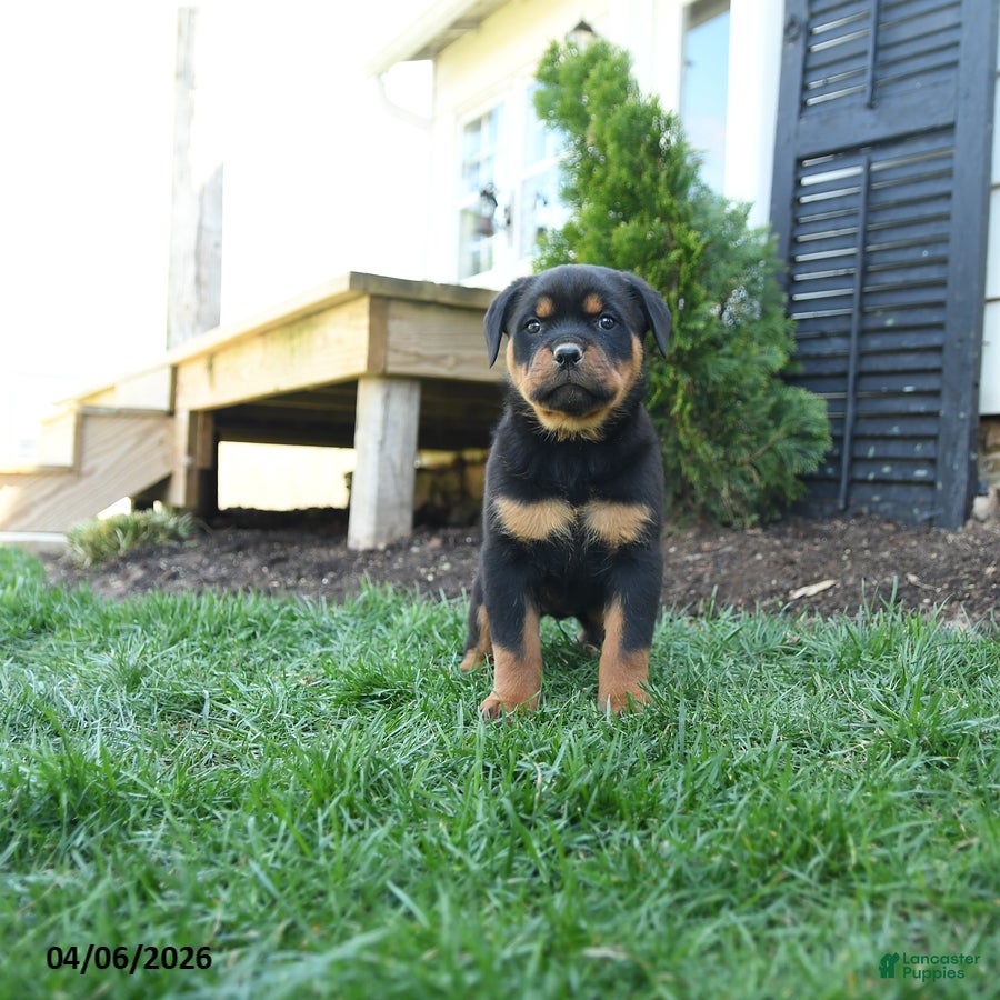 Rottweiler dogs Cotton - Ad 2