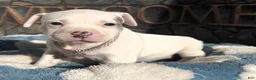 American Bully dogs for sale: "DOLLY PARTON" WHITE MERLE - Ad 9