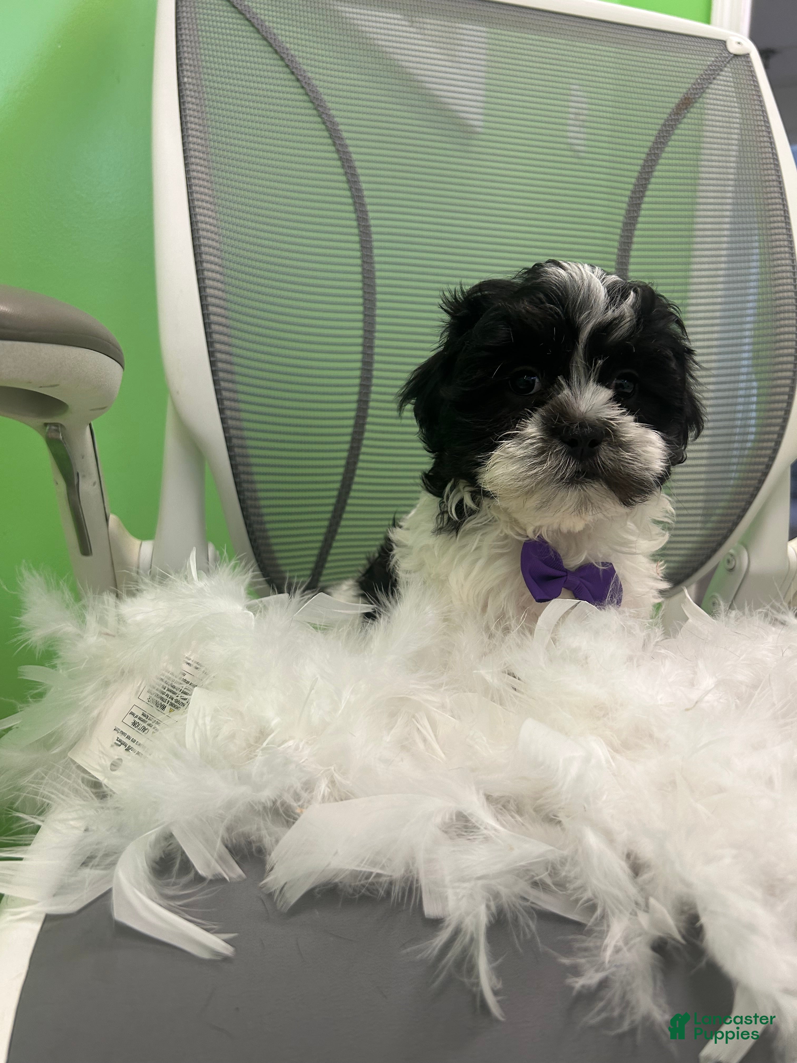 Malshi dogs Malshi Puppy 2 - Ad 6