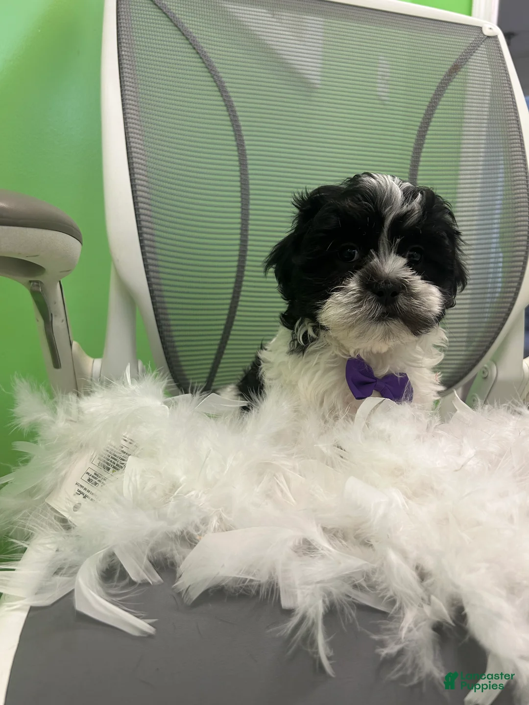 Malshi dogs for sale: Malshi Puppy 2 - Ad 1