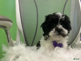 Malshi dogs Malshi Puppy 2 - Ad 6