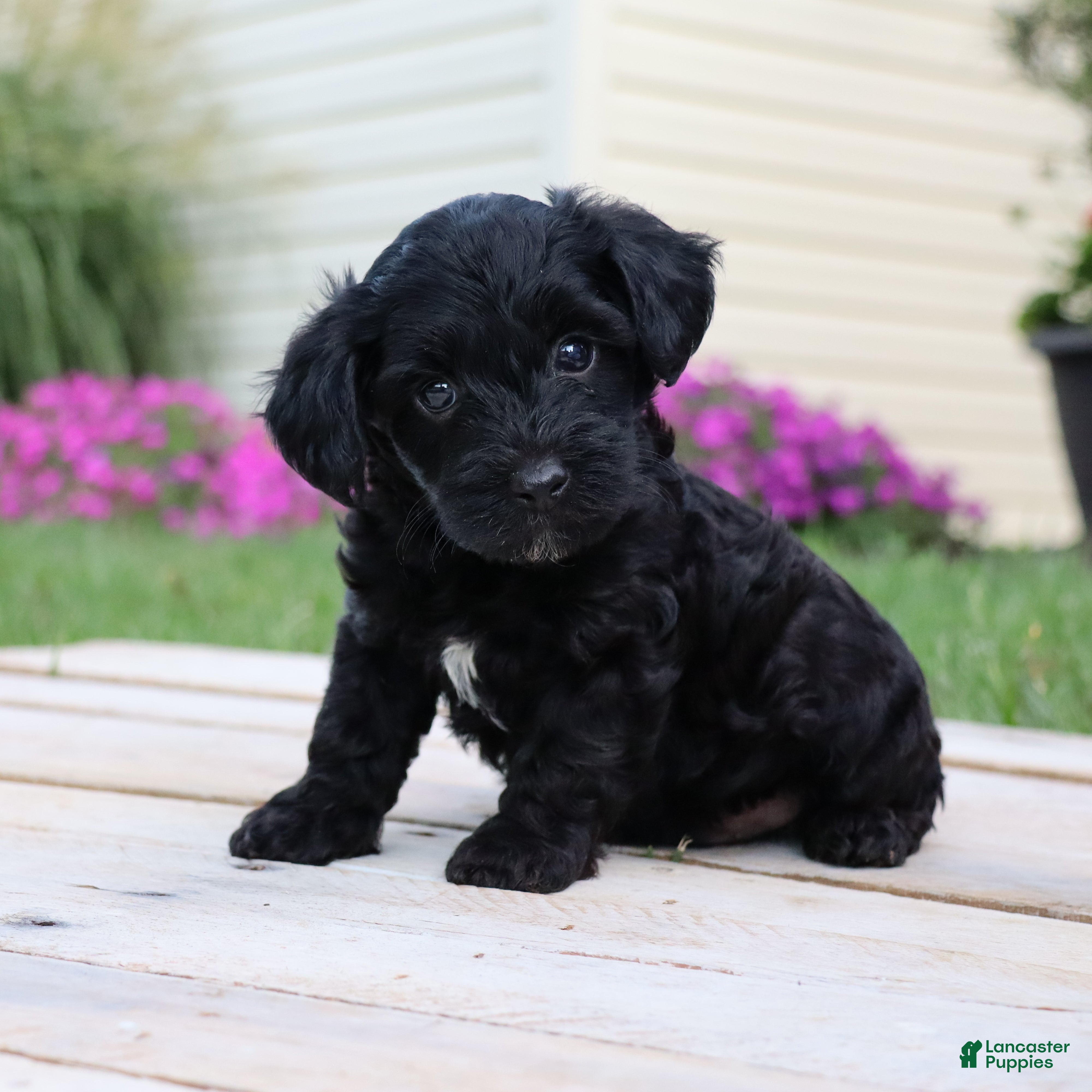 Yorkiepoo dogs Diesel - Ad 2