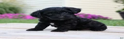 Yorkiepoo dogs for sale: Diesel - Ad 2