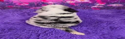 Mini Sheepadoodle dogs for sale: Saria - Ad 4