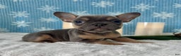 French Bulldog dogs for sale: Bentley - Ad 6