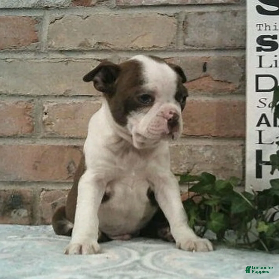 Boston Terrier dogs for sale: Cosmo  - Ad 2