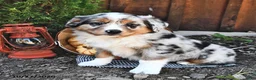 Australian Shepherd dogs for sale: Alex  - Ad 2