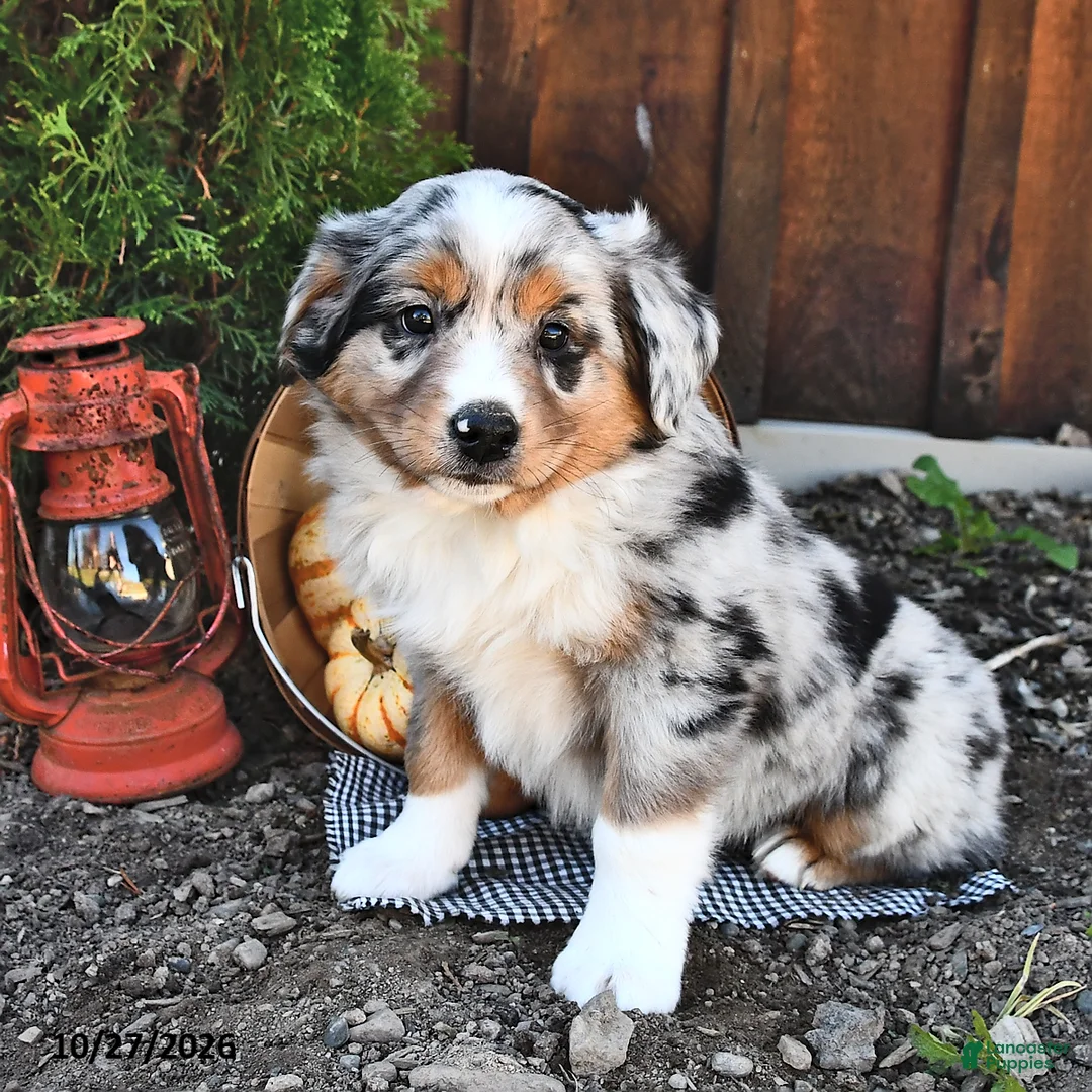 Australian Shepherd dogs for sale: Alex  - Ad 2