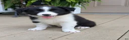 Border Collie dogs for sale: Tally - Ad 8