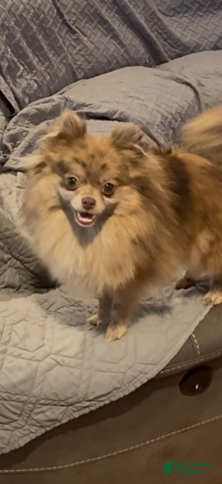 Savanah aka “ Savy “ 