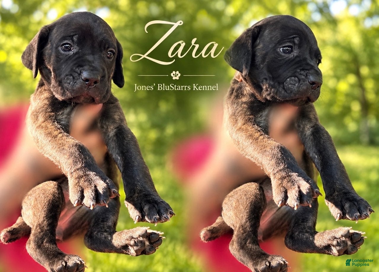 Cane Corso dogs for sale: Zara - Ad 1