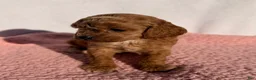 Cavapoo dogs for sale: Poppy - Ad 5
