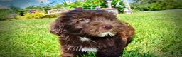 Havapoo dogs for sale: Ewok - Ad 10