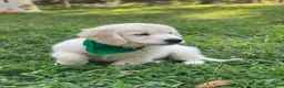 Golden Retriever dogs for sale: Golden Retriever 5 - Ad 3
