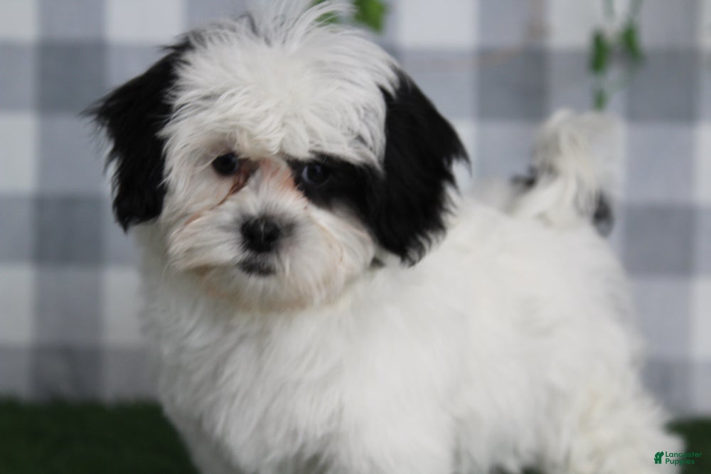 Shihpoo dogs Dale - Ad 8