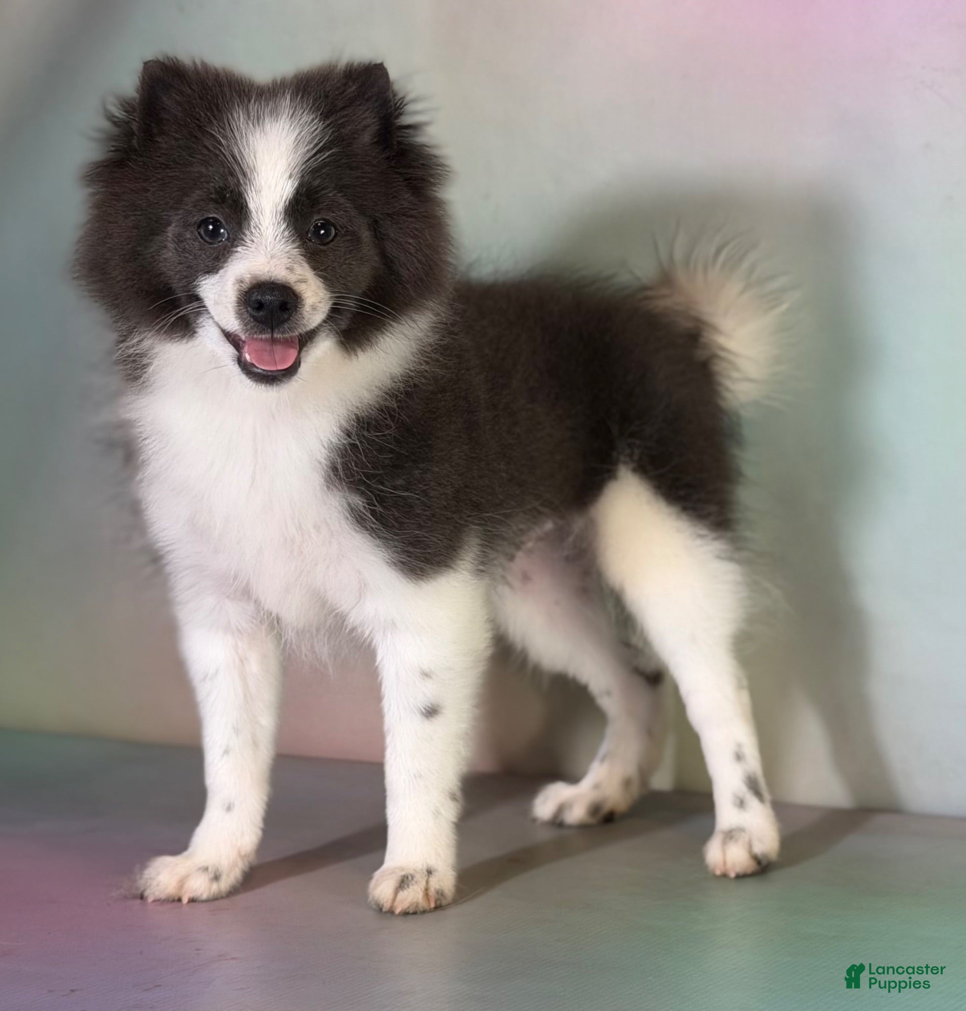 Pomeranian dogs ACA Sparky - Ad 1