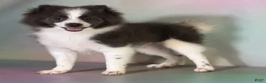 ACA Sparky