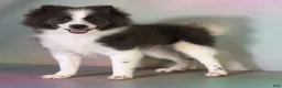 Pomeranian dogs for sale: ACA Sparky - Ad 1