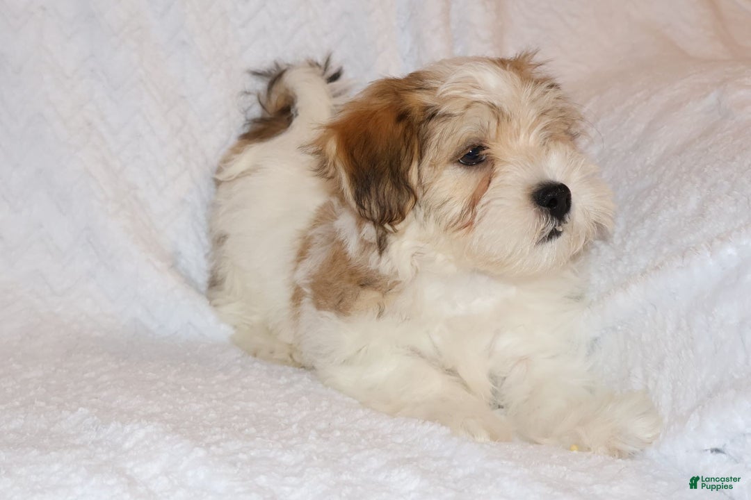 Shihpoo dogs for sale: Evon - Ad 4