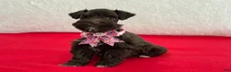 Miniature Schnauzer dogs for sale: Fancy Female 1 AKC Liver Color Mega Coat - Ad 3