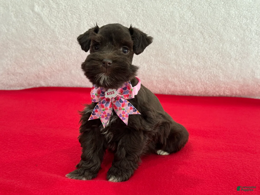 Miniature Schnauzer dogs for sale: Fancy Female 1 AKC Liver Color Mega Coat - Ad 3