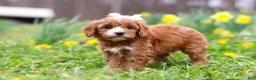 Cavapoo dogs for sale: Lily - Ad 6