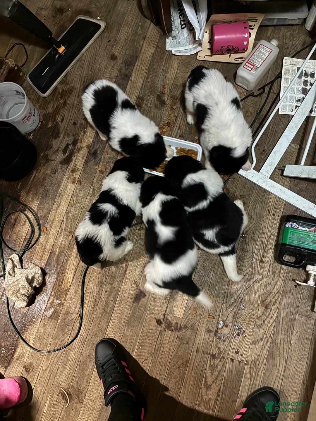 Newfoundland dogs for sale: Newfoundland Puppy 3 - Ad 21